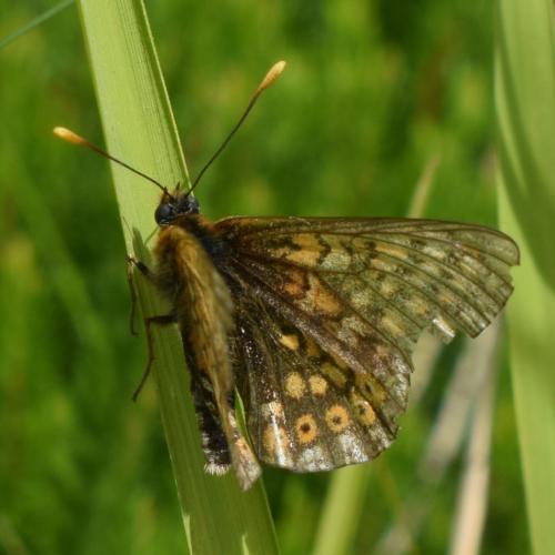 Réf. 350 739 : Euphydryas aurinia